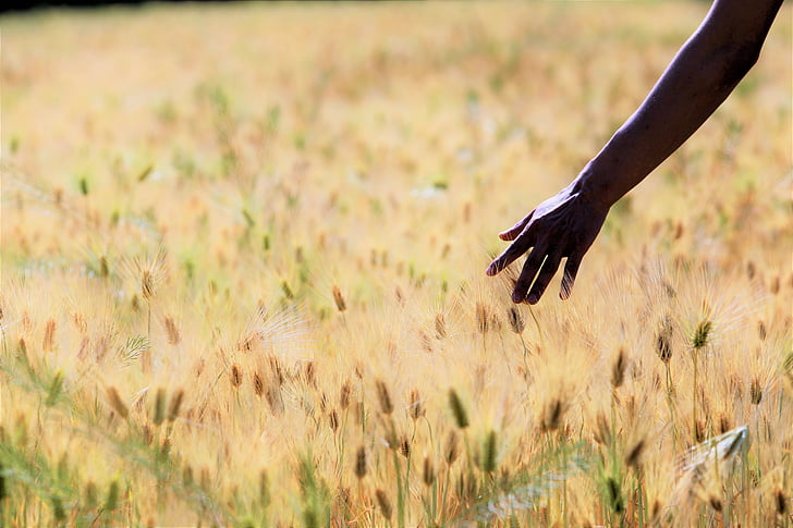 barley field, landscape, hand, beautiful, nature, outdoors, field