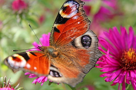 Pfau, Schmetterling, Wiese, Sommer, Flügel, in der Nähe, Natur