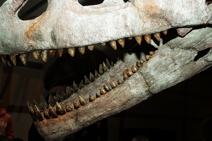 Dinosaur, fossiler, skjelett, tann, bein, skallen, tenner