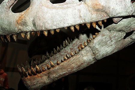 dinosaurie, fossiler, skelettet, tand, Ben, skalle, tänder