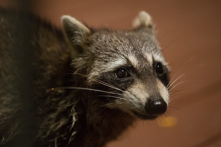 raccoon, portrait, face, close up, animal, wild, cute