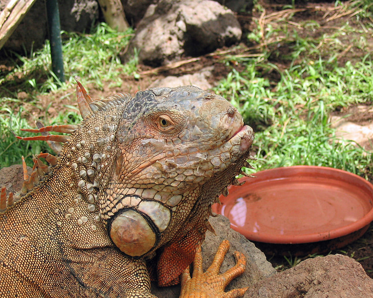 iguana, reptilă, animale, soparla
