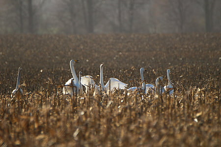 whooper swan, bird, swan, arable, field, migratory bird, swans