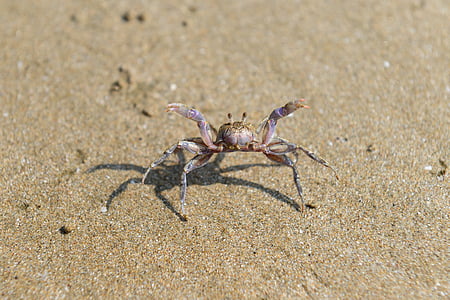crabe, plage de baignade, mer, plage, sable, animal, nature
