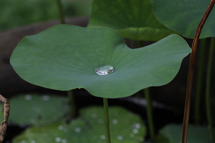 Lotus, Blu, Thailand, blomst regn, natur, blad, anlegget