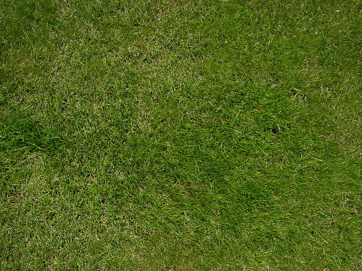 lawn, grass, green, nature, outdoors, texture
