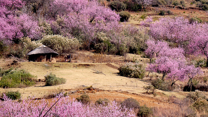 lesotho, round hut, peach blossom, spring, nature, flowers, flower