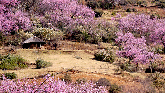 Lesotho, cabane ronde, fleur de la pêche, printemps, nature, fleurs, fleur