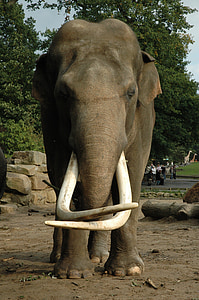 ช้าง, tusk, สัตว์, ธรรมชาติ, แอฟริกา, เอางา, ช้างแอฟริกา