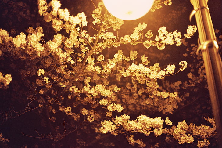 вишневий цвіт, нічний погляд, kyonggi університет, Вулиця, лампа
