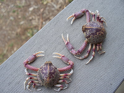 two, crabs, waiting, day, animal themes, one animal, outdoors