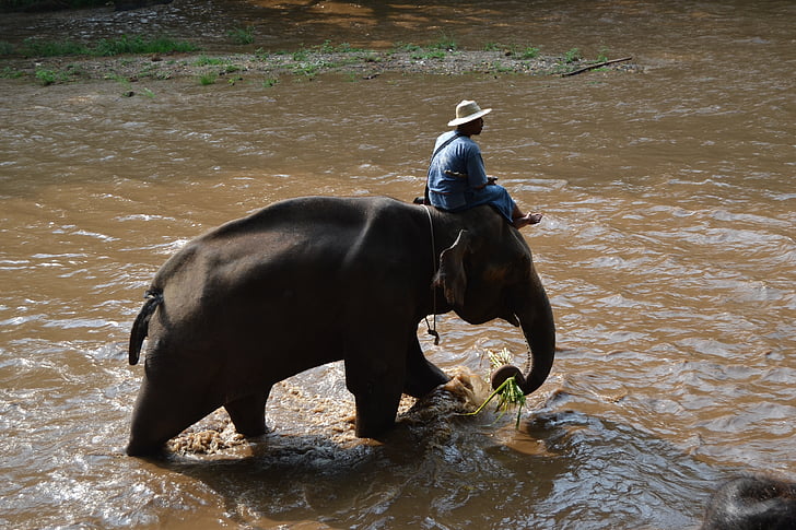 Camp elefanter, elefant, Thailand, vårdaren elefant, djur, vårdaren, djungel