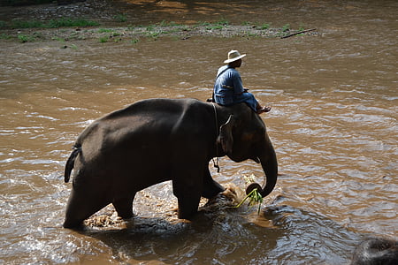 阵营大象, 大象, 泰国, 看护大象, 动物, 者, 丛林