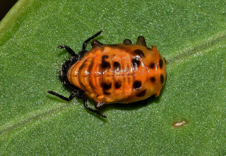 puppe, Lady beetle puppe, flerfargede asiatisk dame beetle, feil, liten feil, skapning, insekt
