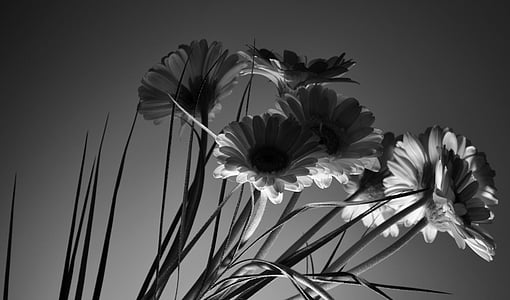 arte, luz de volta, linda, preto e branco, Flora, flores, grama