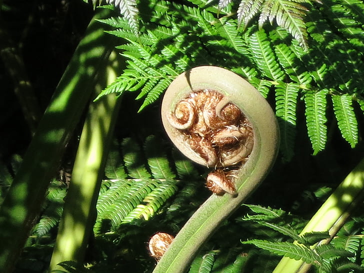 Madeira, Pakis, Flora