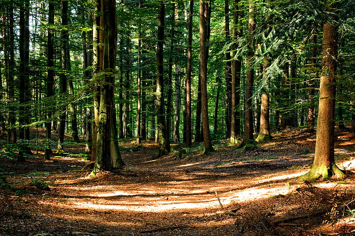 Wald, Mischwald, Herbst, Rest, Stille, Natur, Forstwirtschaft