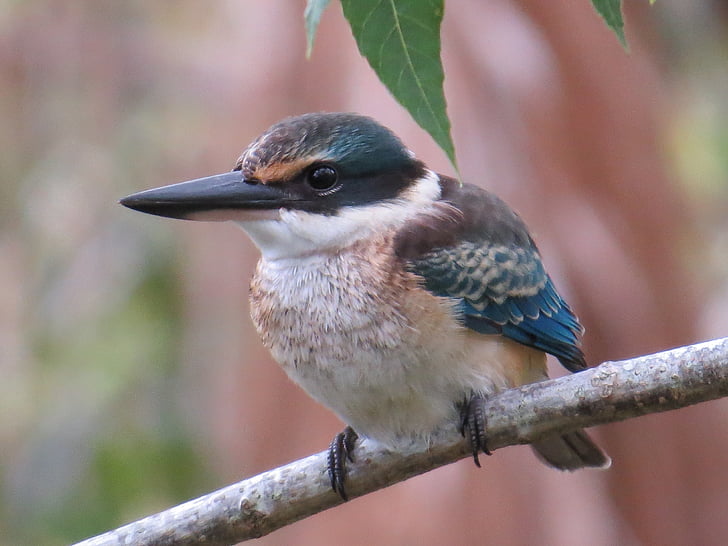 kingfisher sagrado, flora y fauna, aves, pluma, naturaleza, pico, animal