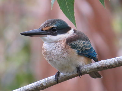 posvätné kingfisher, voľne žijúcich živočíchov, vtáky, pierko, Príroda, zobák, zviera