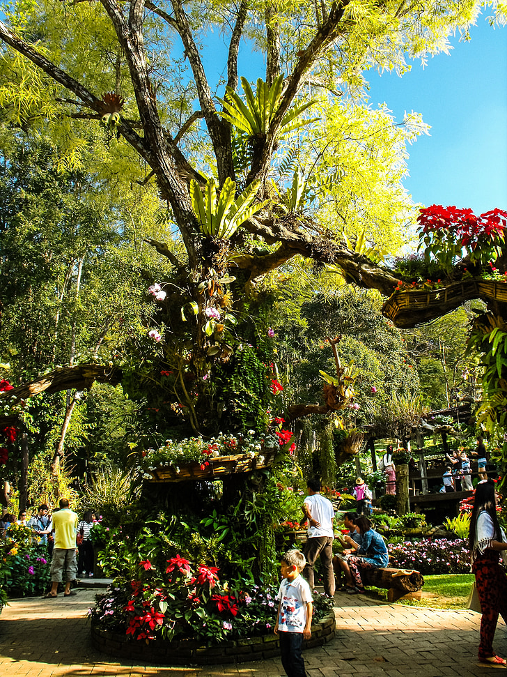 Parque, blumenlanschaft, flores, árvore velha