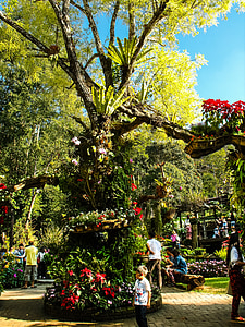 สวน, blumenlanschaft, ดอกไม้, ต้นไม้เก่า