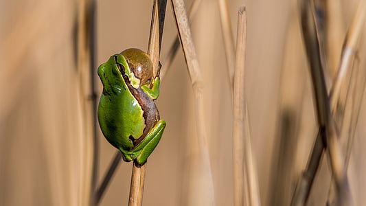 tree-frog, frog, green, amphibian, nature, animal, dry grass