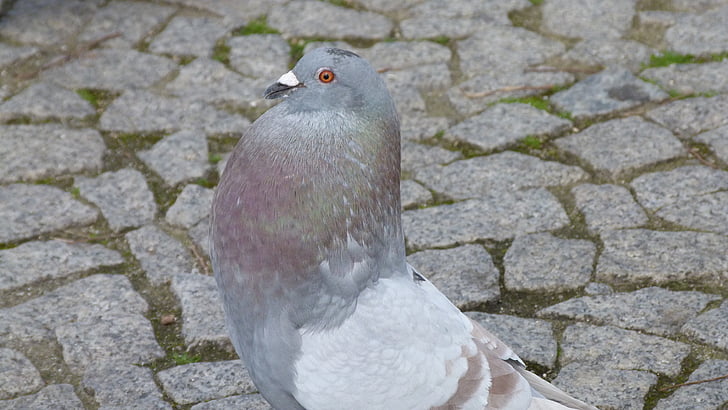 dove, bird, standing, animal, plumage