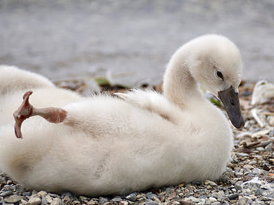 swan, chicks, bird, white, cute, young animals, water bird