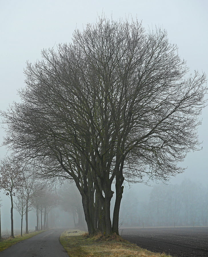 fog, winter's day, protected landscape area, ffh, parklandschaft, münsterland, westfalen