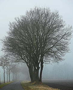 tåke, vinterdag, landskapsvernområde området, FFH, parklandschaft, Münsterland, Westfalen