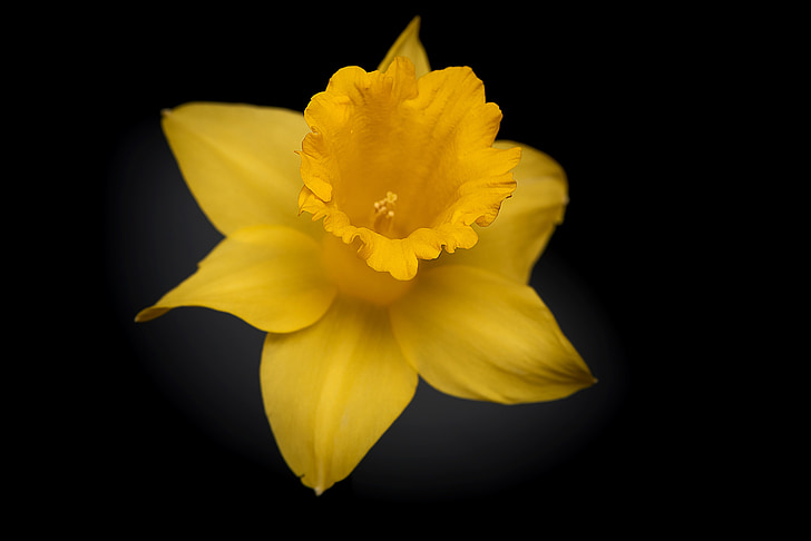 Narciso, flor, flor amarela, flor, flor, amarelo, pseudonarcissus Narcissus