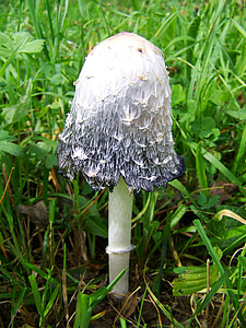 Coprinus comatus, fungo branco-preto, natureza