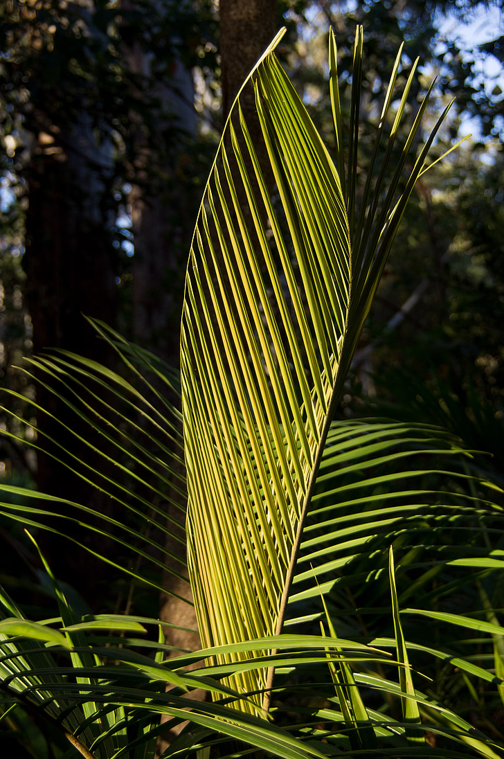 Bangalow palm, palmy, liść, liść paproci lub palmy, zielony, wzór, Nowy