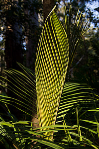 Bangalow palm, Palma, fulla, fronda, verd, patró, nou
