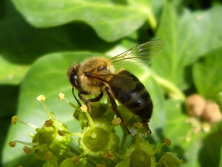 Pszczoła, Líbar, zielony, owady, Natura, nektar, Kompilacja