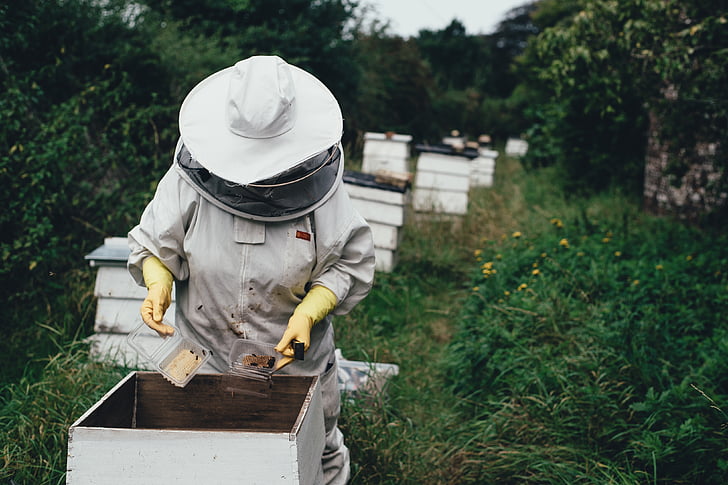 ผู้ใหญ่, apiary, ผึ้ง, ฟาร์มผึ้ง, บีไฮฟ์, ขี้ผึ้ง, สวน