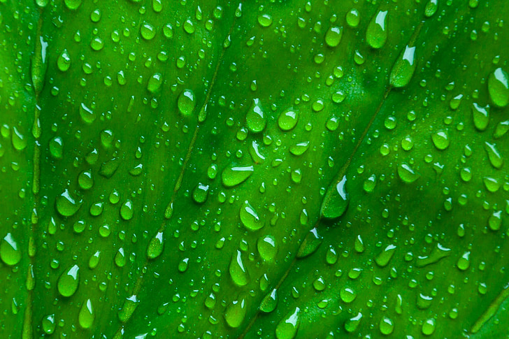 macro, leaf, green, background, water, nature, texture