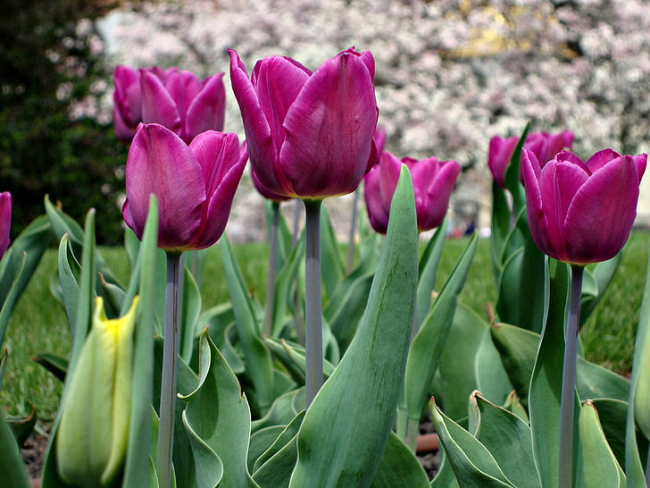 blommor, tulpaner, skönhet, färgade, naturen, Polen, Tulip