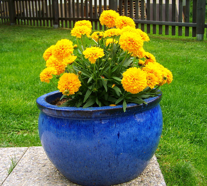 Amaranth, gul sommerblomster, blomsterhage, blomst, natur, anlegget