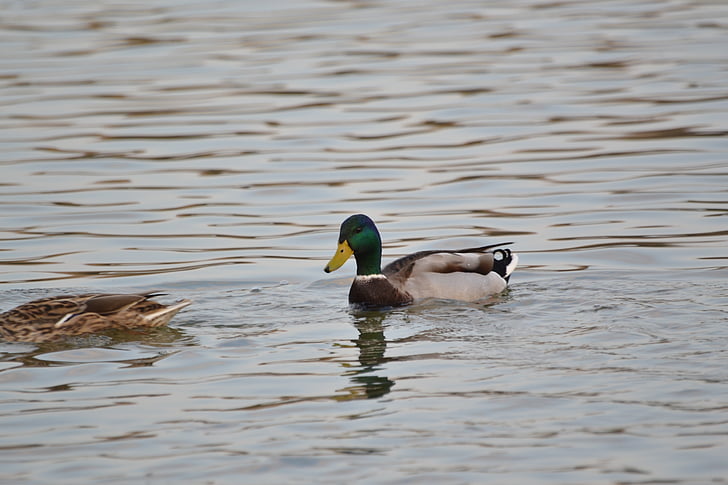 duck, lake, animal, nature, water, birds, waterfowl