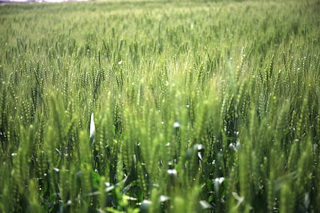 в поле, пшеница, печалба, г-н зелени, Ye Тиен