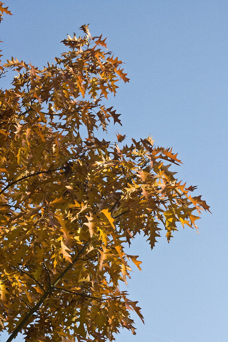 émergent, feuilles, chêne, octobre, automne, Or, feuilles de chêne