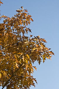 objaví, listy, dub, októbra, jeseň, zlatý, dubové lístie