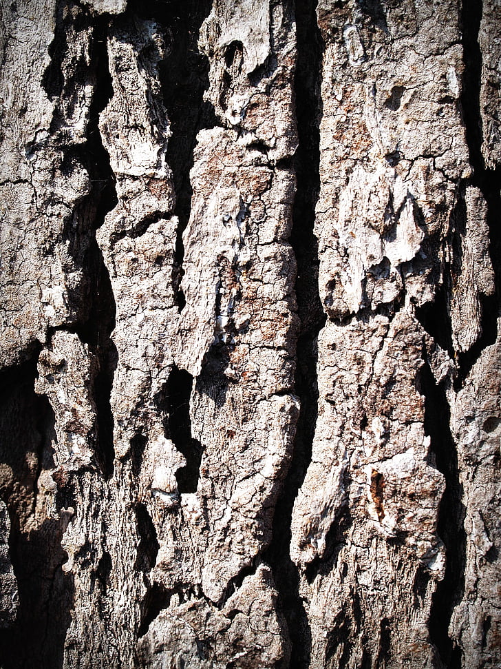 bark, tree, wood, pine, background, abstract, skin