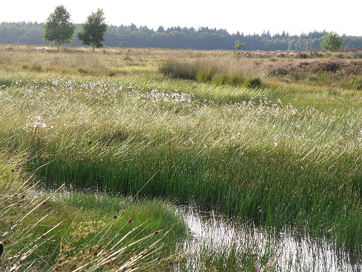 Drenthe, água, natureza, verde, árvore, grama, cena rural