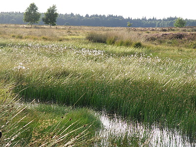Drenthe, eau, nature, vert, arbre, herbe, scène rurale