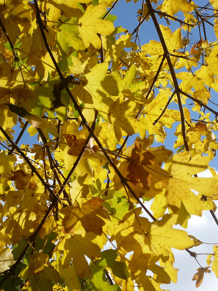 jesen, lišće, Travanj, priroda, stabla, Listovi javora, šarene
