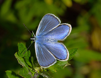 метелики, polyommatus, Ікар