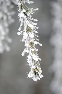branch, fir, iced, icy, hoarfrost, pine needles, winter