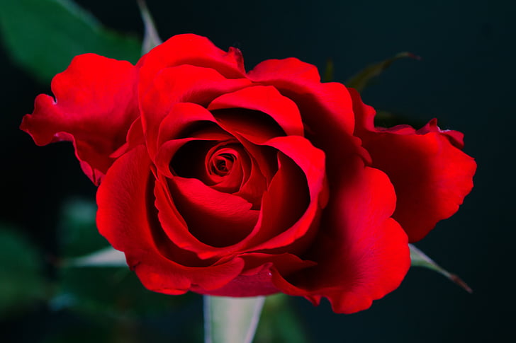 Rose, makro, rdeča, blizu